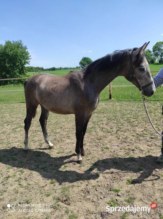 Roczny koń sportowy Stara Kiszewa