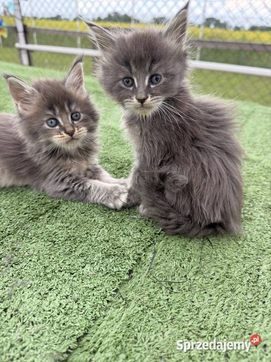 Przepiękne kocięta Maine Coon z rodowodem FPL Poznań
