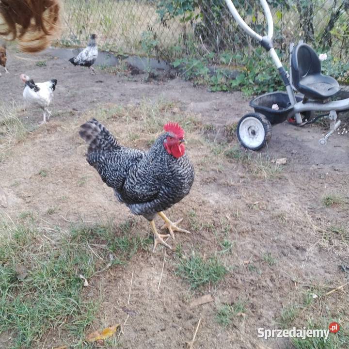 Sprzedam kogutki Staniszewskie sprzedam