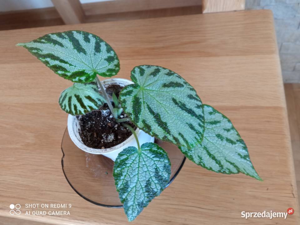Begonia Silver Jewel begonia zebra podlaskie Białystok