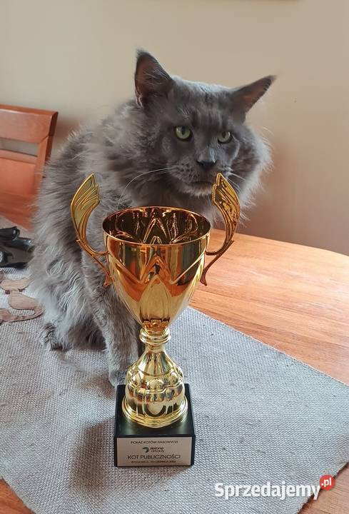 JEDYNA Czarna koteczka Maine Coon Polydactyl Poznań sprzedam