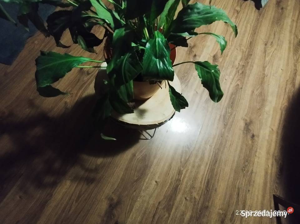 Kwietnik prawdziwe drzewo wysyłka Szubin sprzedam