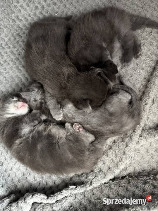 Kocięta Maine Coon do odbioru i rezerwacji Wrocław sprzedam