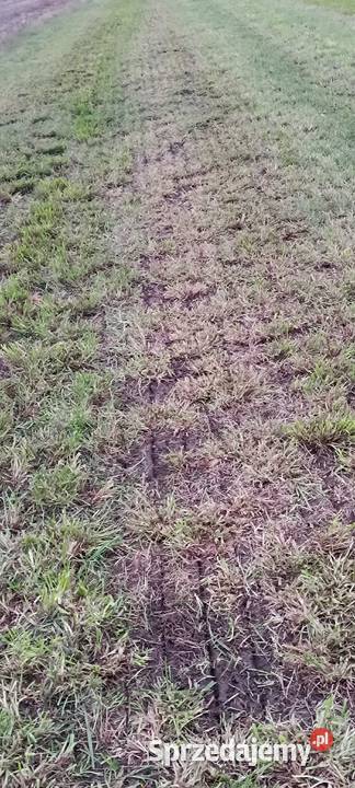 Siewnik do podsiewu traw łąk Morawin