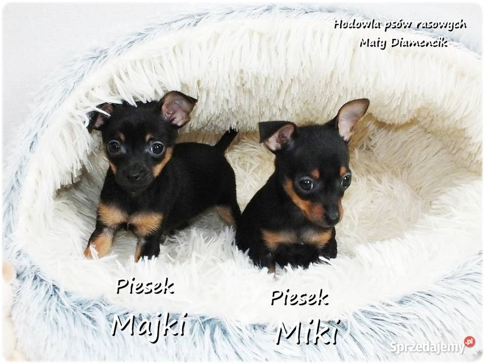 Mini Piesek Pinczer miniaturowy tzw Ratlerek Żary