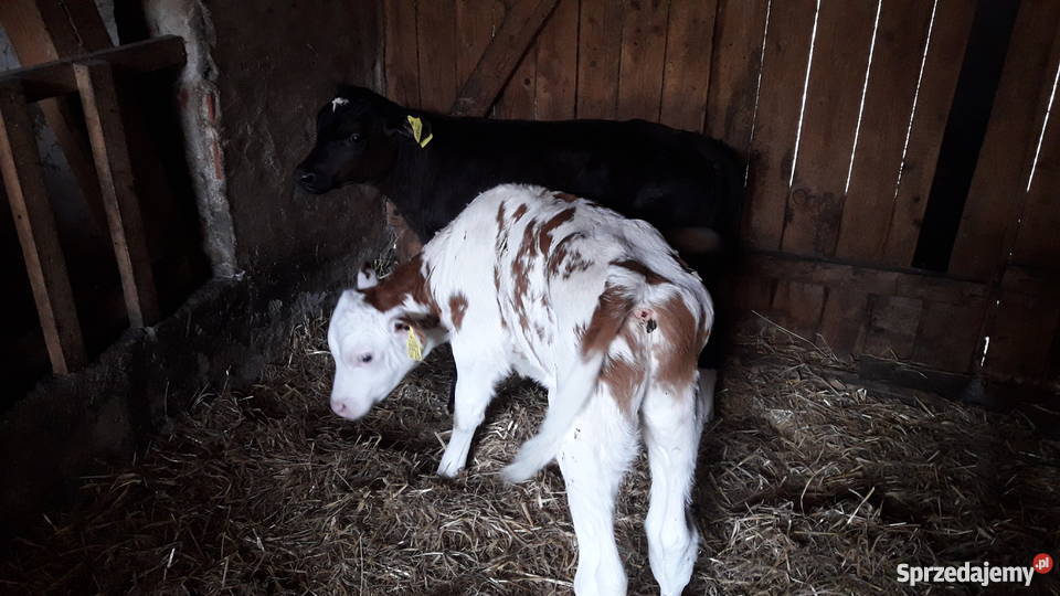 Byczki cielaki mięsne simental limousin Golub-Dobrzyń