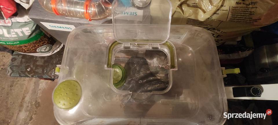 Klatka gryzonia Świdnica sprzedam