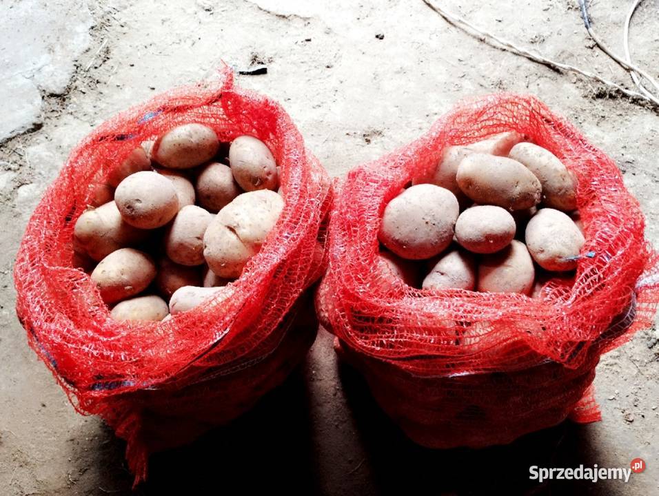 Ziemniaki LORD w workach 3050 Rzeszów sprzedam