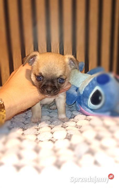 CHIHUAHUA śląskie Dąbrowa Górnicza