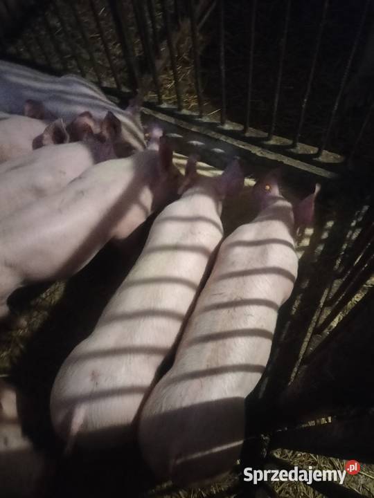 Sprzedam prosiaki Trzoda chlewna Piotrków Trybunalski