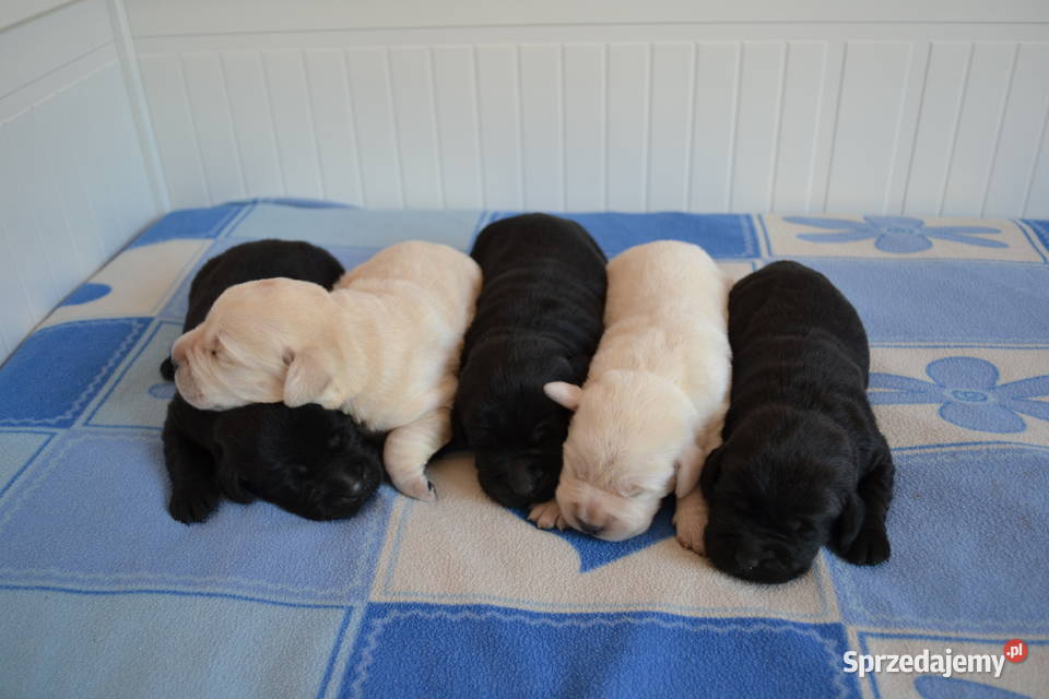 Szczeniaki Labrador Retriever czarne i Żelechlinek