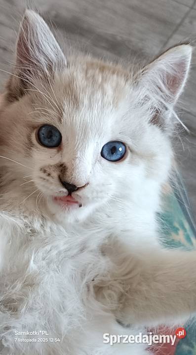 Kocurek 100 Ragdoll FPL Zwierzęta zachodniopomorskie Pełczyce sprzedam
