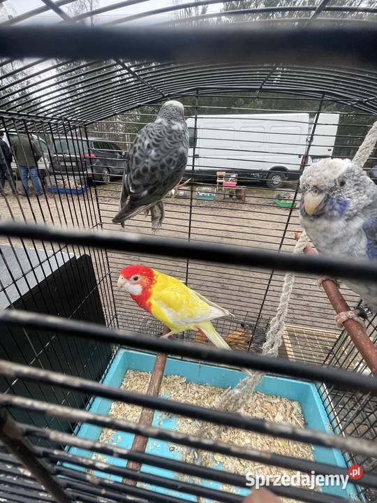 Rozella białolica Olesno