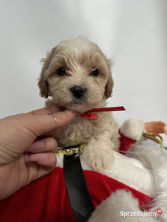 Maltipoo pudel Maltańczyk maltipoorybnik Rybnik
