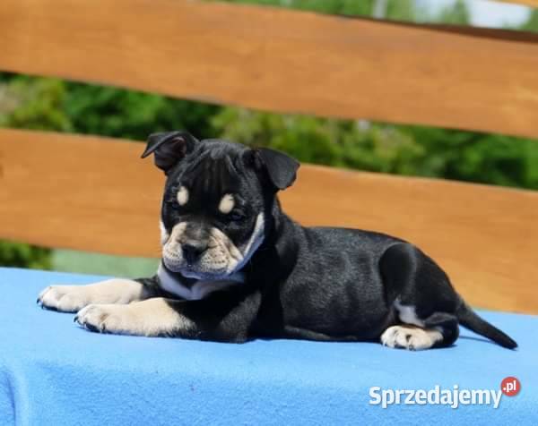 Ca de bou Dog z Majorki Słupia