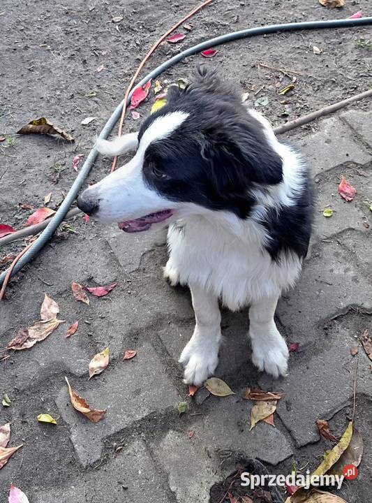 Piękny piesek border collie 5 miesięczny Łódź