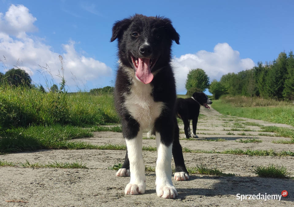 BORDER COLLIE Rasowy z pełną dok świetnych Pozostałe Iwonicz