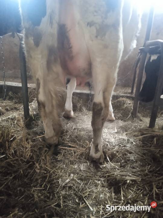 sprzedam jałówkę na wycieleniu Parądzice
