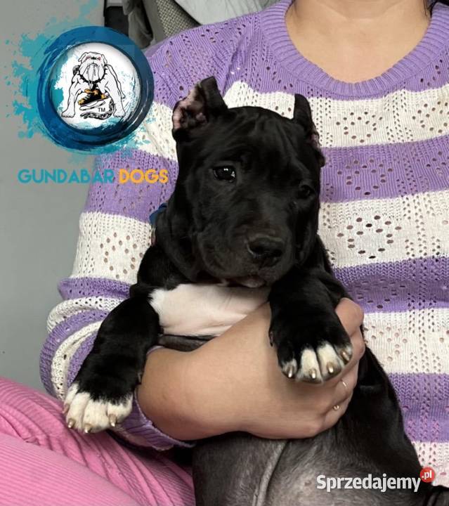 Gundabar Dogs Suczka ABKC American Bully Amstaff
