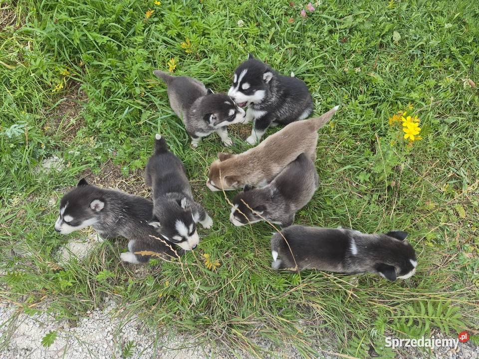 Szczeniaki Syberian Husky Husky Samsonów-Piechotne