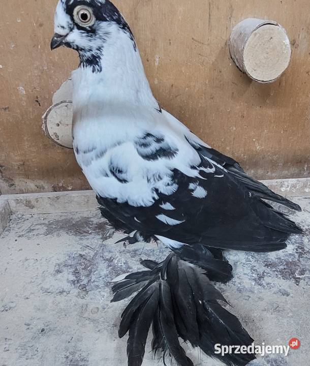 Gołębie Widyny polskie Zwierzęta Skierniewice