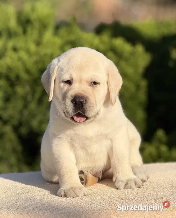 Piękny szczeniak labradora