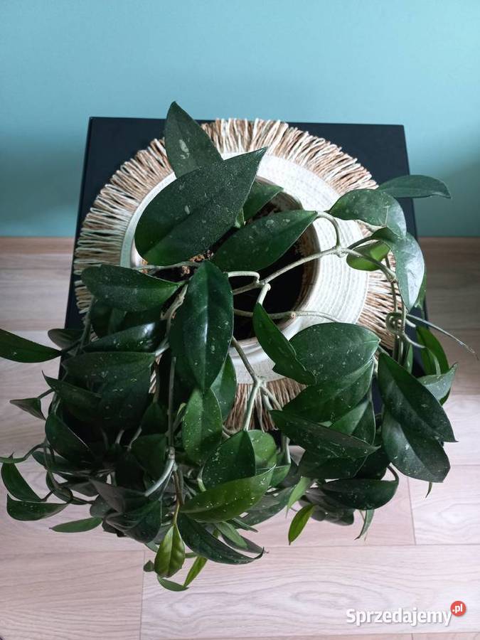 Hoja kwiat doniczkowy roślina pokojowa Kraków