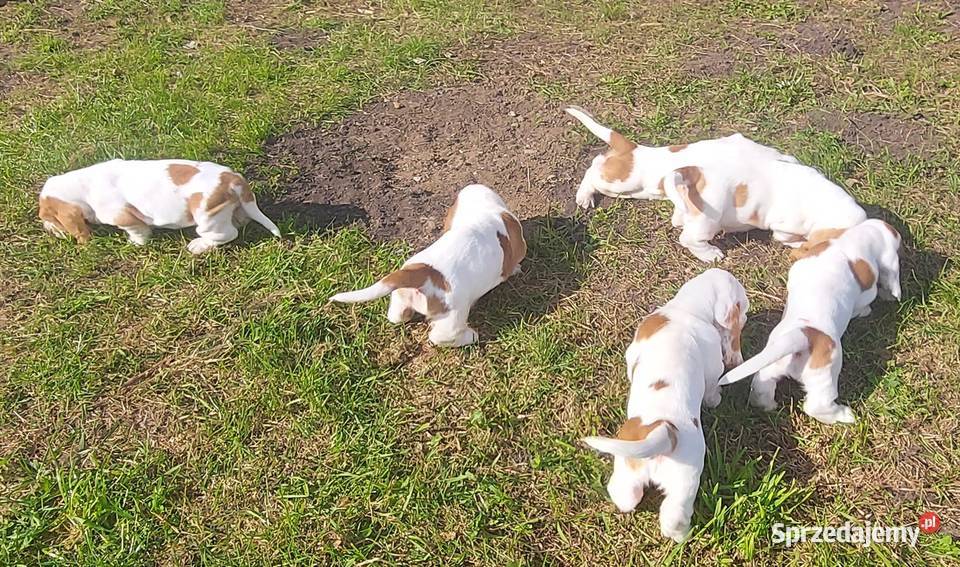 Basset hound szczenięta z renomowanej hodowli