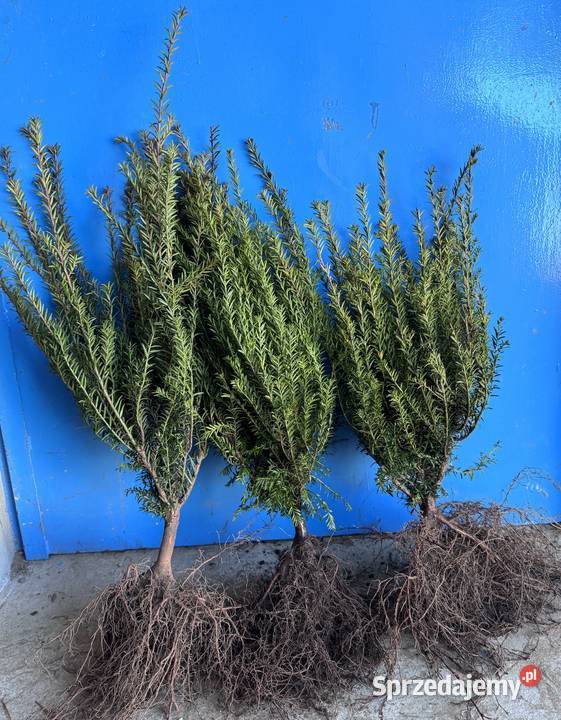 Sadzonki na żywopłot Bukszpan Cis Laurowiśnia Kielce