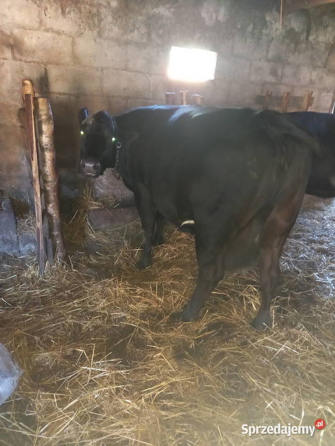 Krowa czarna mleczna Knorydy