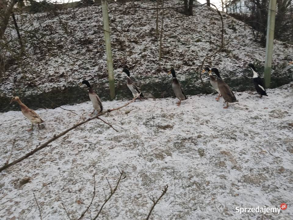 Kaczki biegus indyjski małopolskie sprzedam
