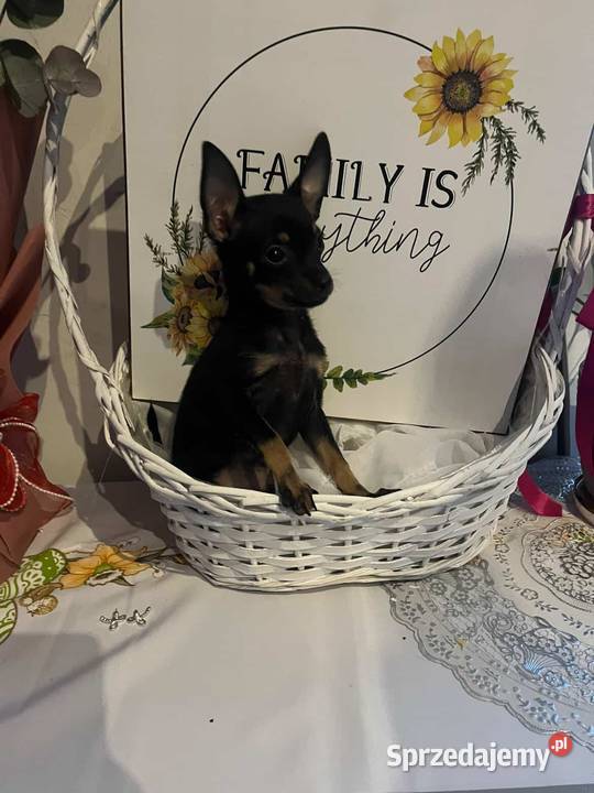 Szczenięta Toy Terrier sprzedam