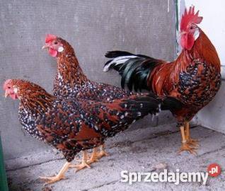 Sprzedam jednodniowe pisklęta zamówienie na wios Pozostałe sprzedam