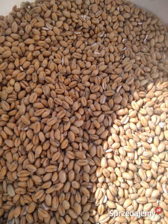 Sprzedam pszenice podkarpackie Nockowa