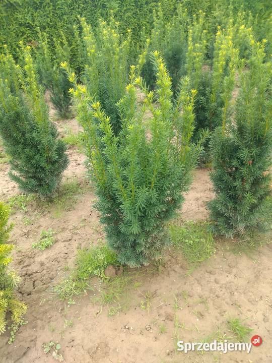 TUJA SZMARAGF 140 DO 160 WYPRZEDAŻ HURT DETAL