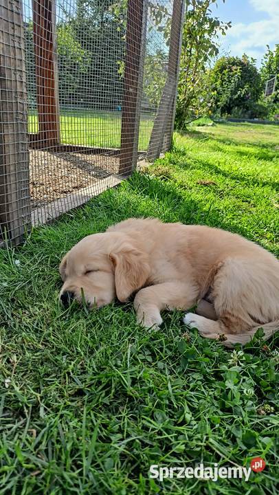 Golden Retriever gotowy do odbioru Rakoniewice