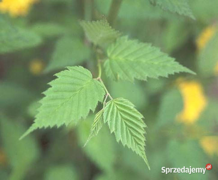 ZŁOTLIN JAPOŃSKI Pleniflora sadzonki w Ustronie