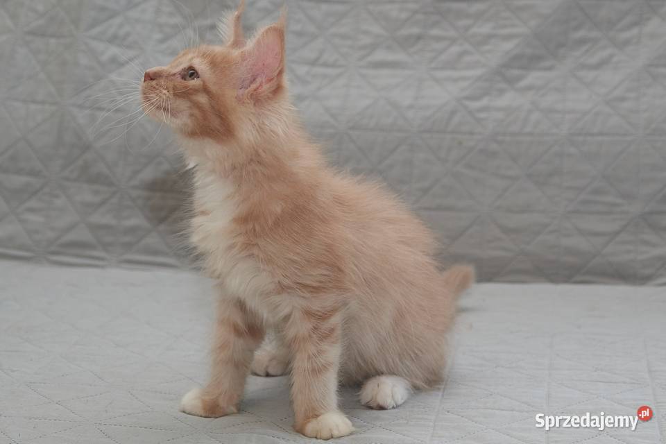 Maine Coon kremowy z białym kocurek Jeremi Słupno