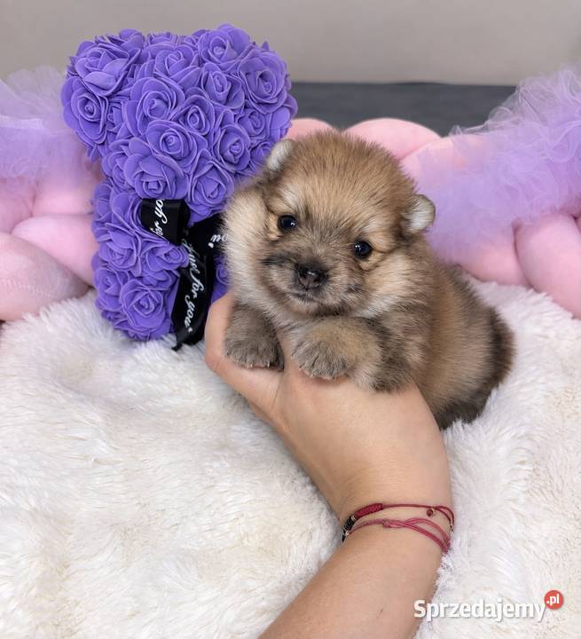 Sunia szpic miniaturowy pomeranian Orange Merle Bełchatów