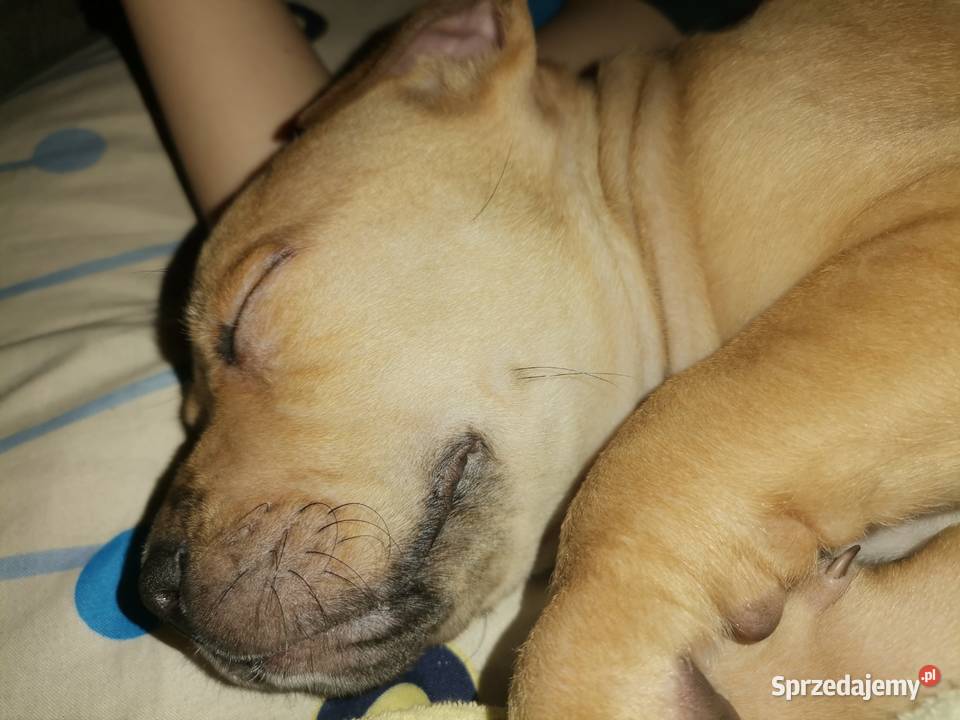Szczeniak amstaff 3 miesięczny śląskie Chorzów sprzedam