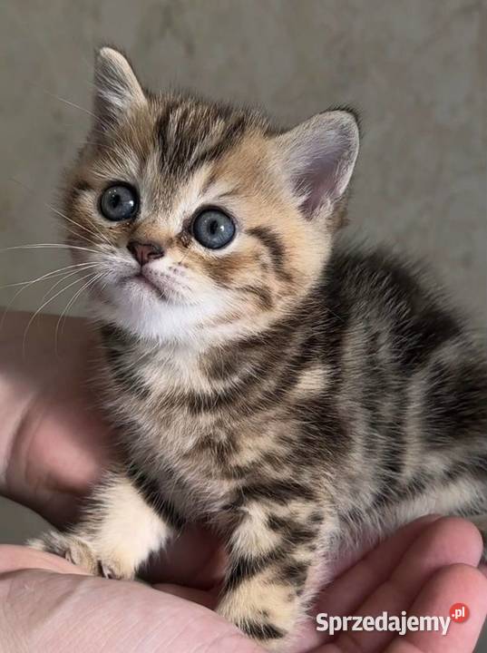 Kocurek rasy Scottish Fold krótkowłosy czeka małopolskie Kraków