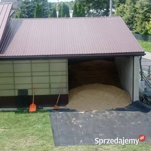 Owies ozimy zimujący