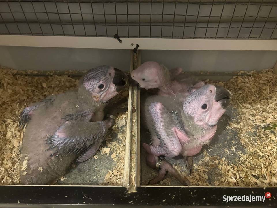 Ara ararauna do dalszego ręcznego karmienia Bukowina Tatrzańska