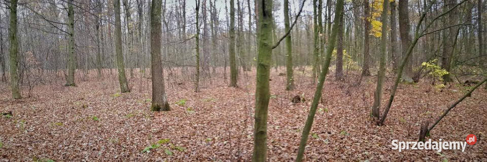 Przepiękny las w miejscowości Samoklęski