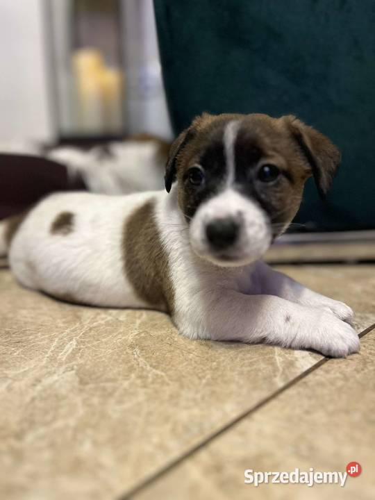 Jack Russell terrier FCI Piesek Czernina - Sprzedajemy.pl