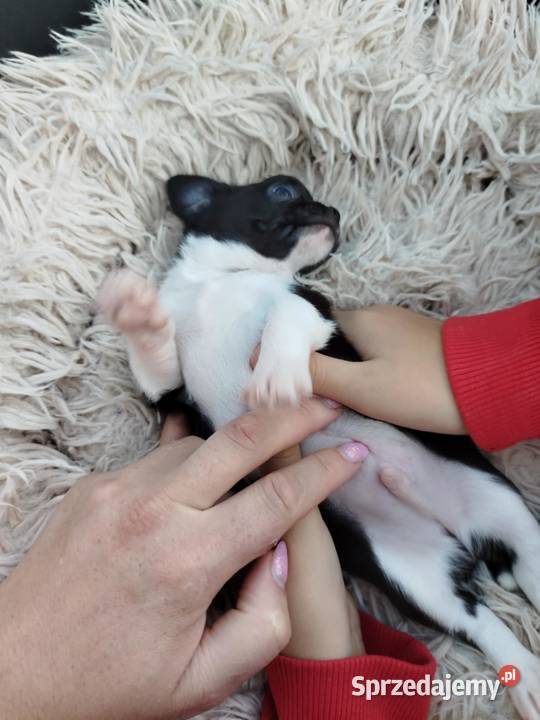 Szczeniaki pieski chihuahua sprzedam