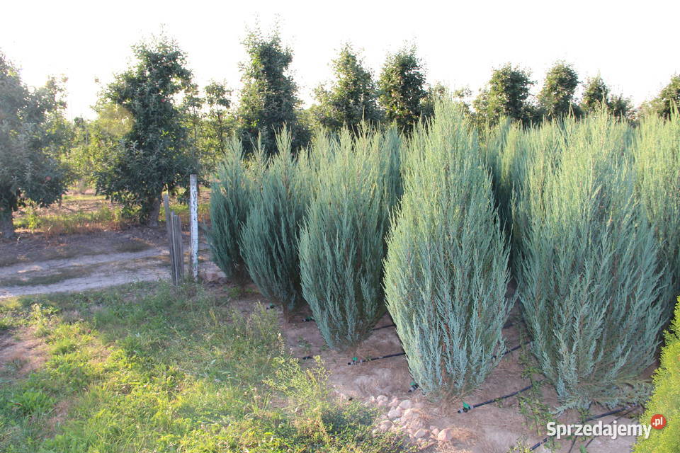 Jałowiec skalny Juniperus scop BLUE ARROW 180200 Warszawa sprzedam