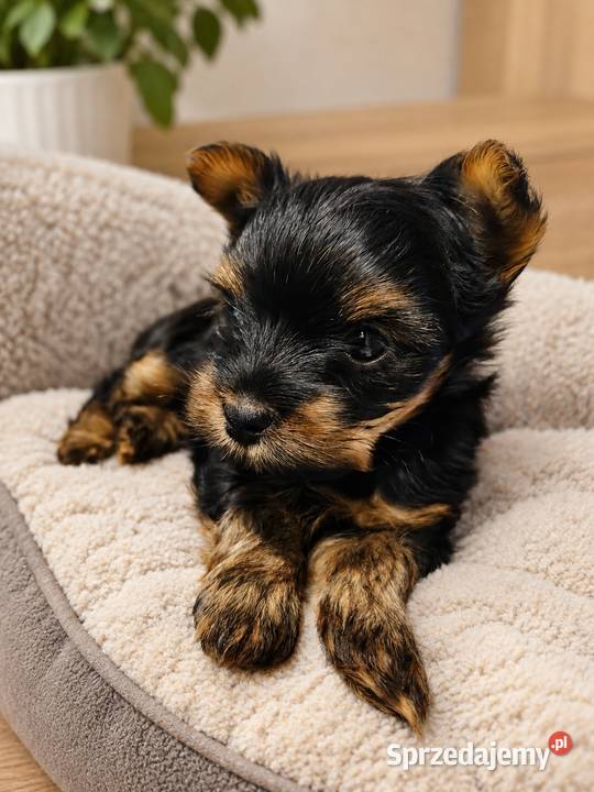 yorkshire terrier chłopiec mini Kraków