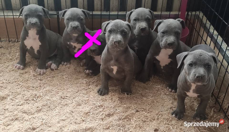 American staffordshire terrier Strzelniki