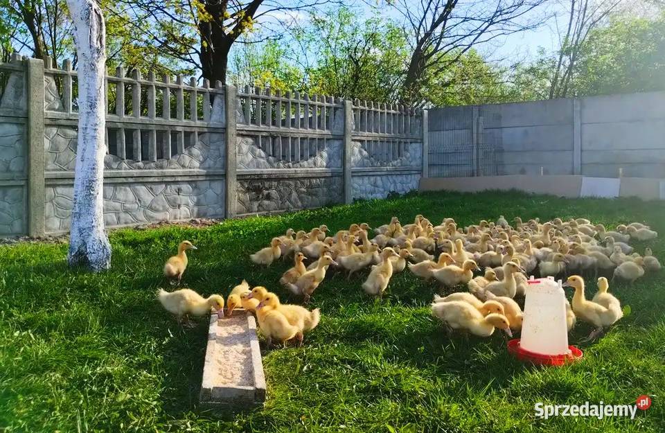 Kaczogęsi Mulard w rożnym wieku Sędziszów